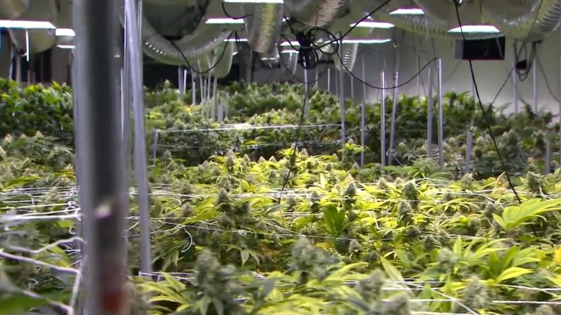 Houston Voters to Decide Fate of Marijuana Enforcement, No-Knock Warrant Ban This November